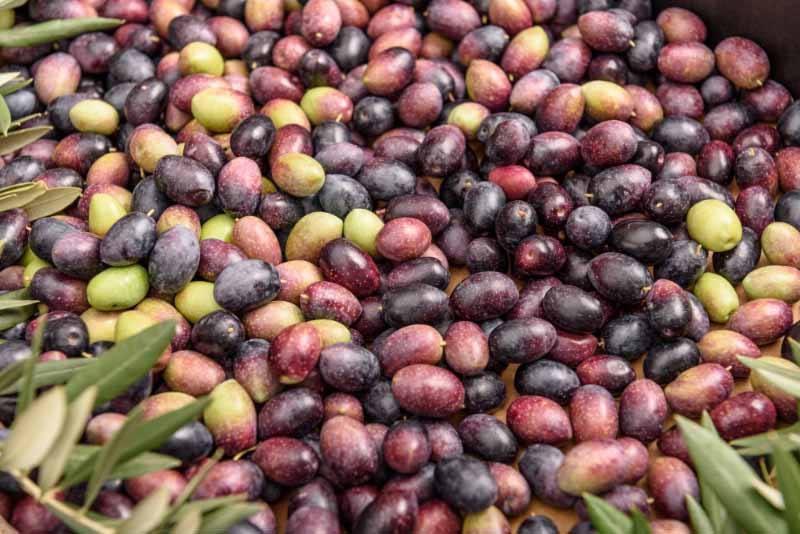 La molitura delle olive